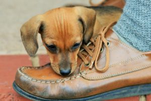 Shoe repair and everything else we do at Hem Over Heels includes taking care of puppy damages to your shoes and handbags